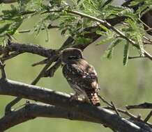 Image of Glaucidium brasilianum cactorum Van Rossem 1937