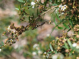 Image of Australozethus tasmaniensis Giordani Soika 1969