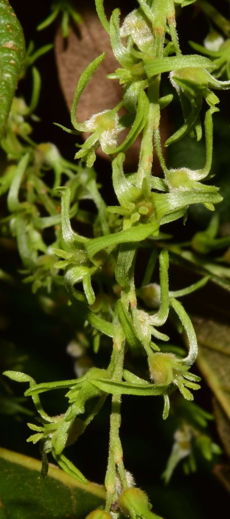 Ruprechtia fusca Fern. resmi