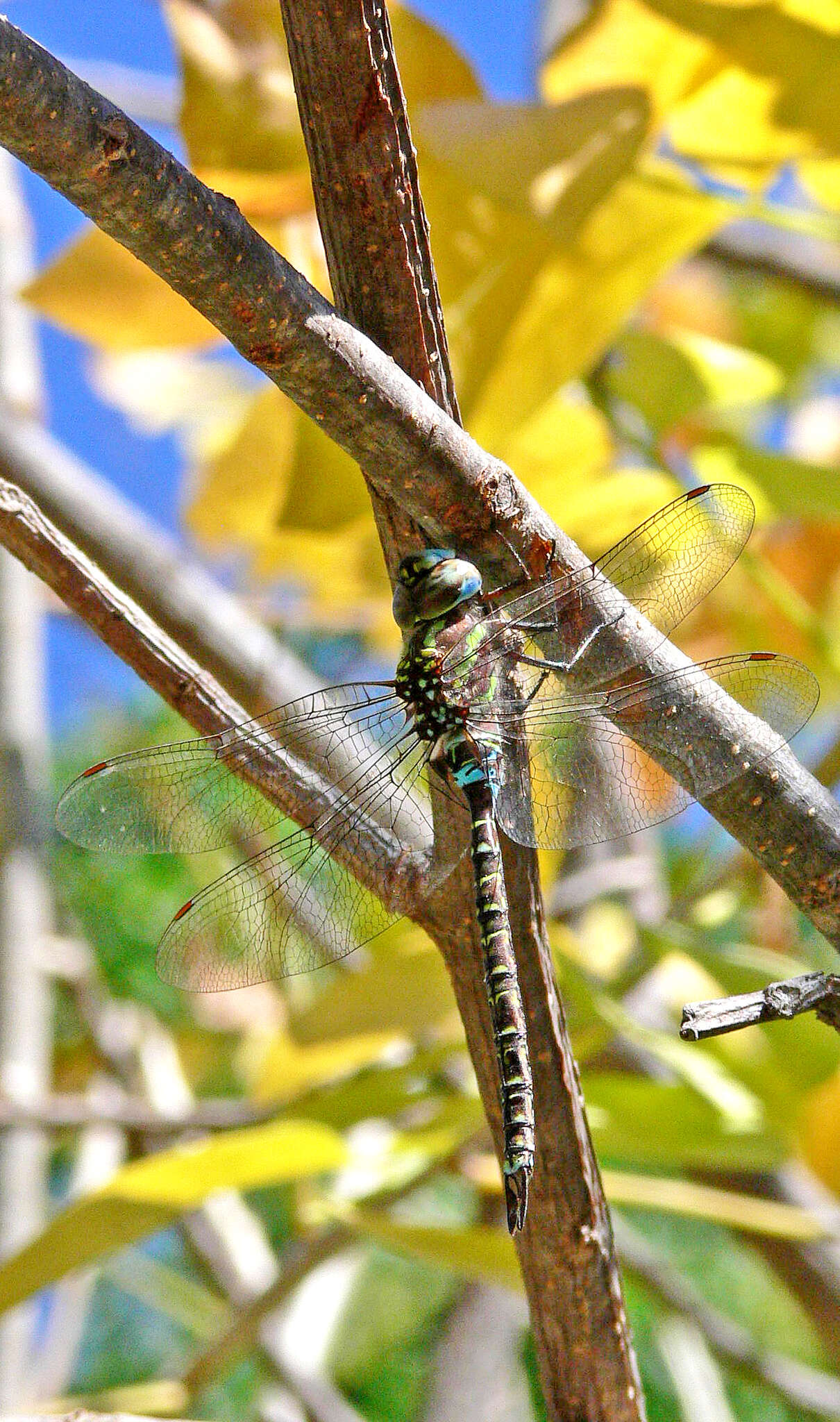 Image of Turquoise-tipped Darner