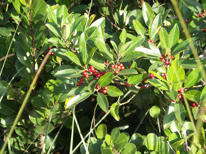 Слика од Ilex cassine L.