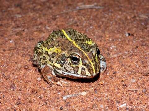 Image of African Bullfrog