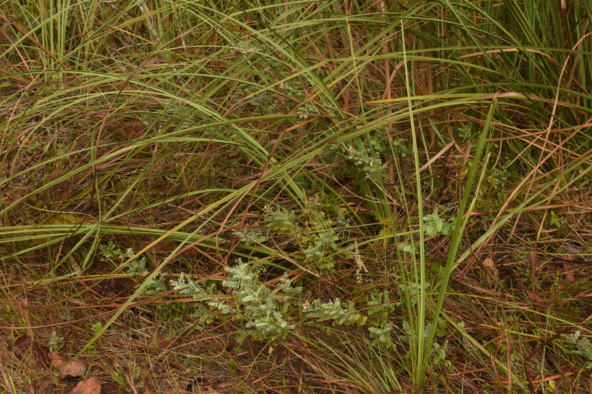 Image of Florida prairie-clover