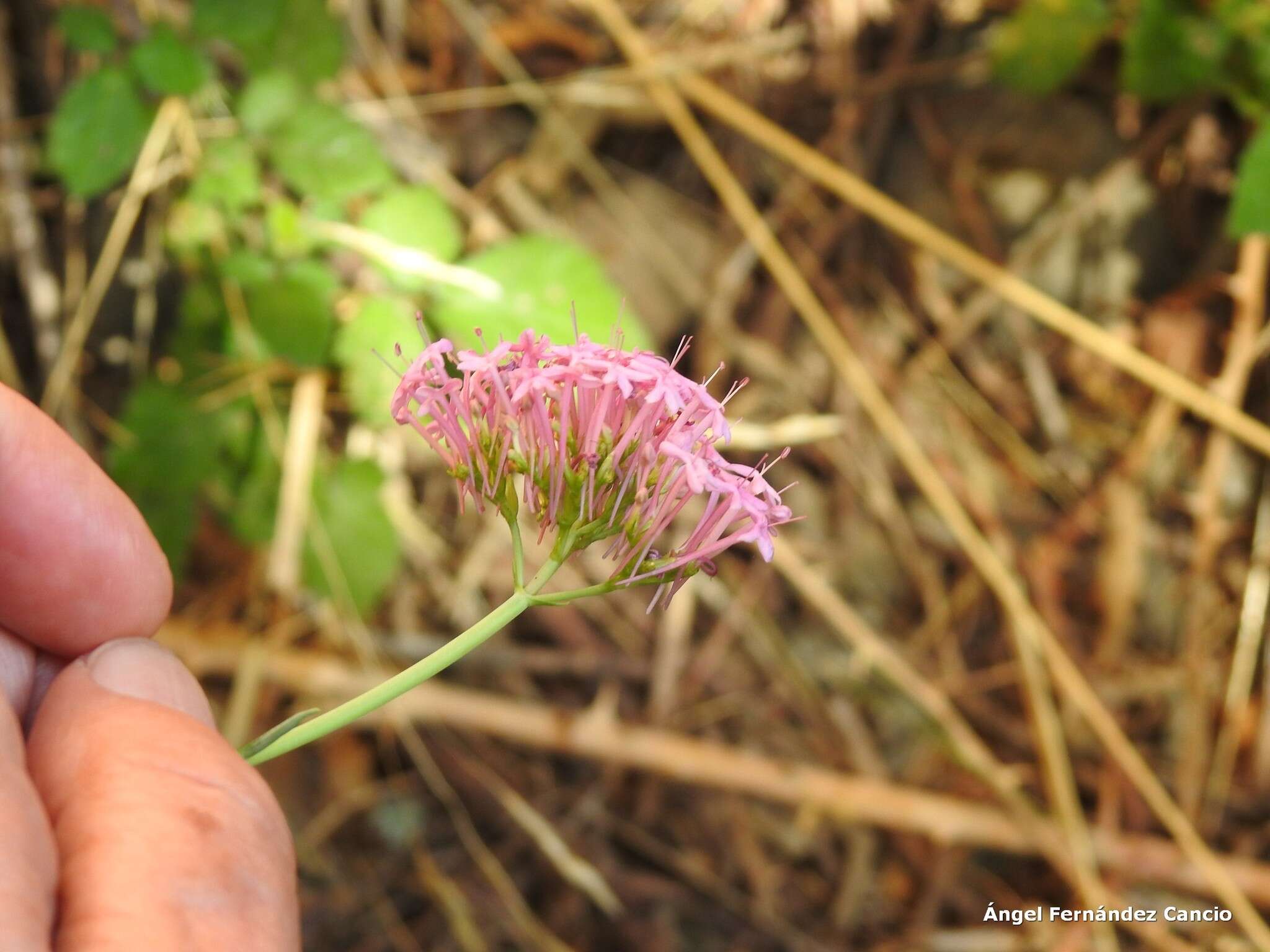 Image of Centranthus lecoqii Jordan