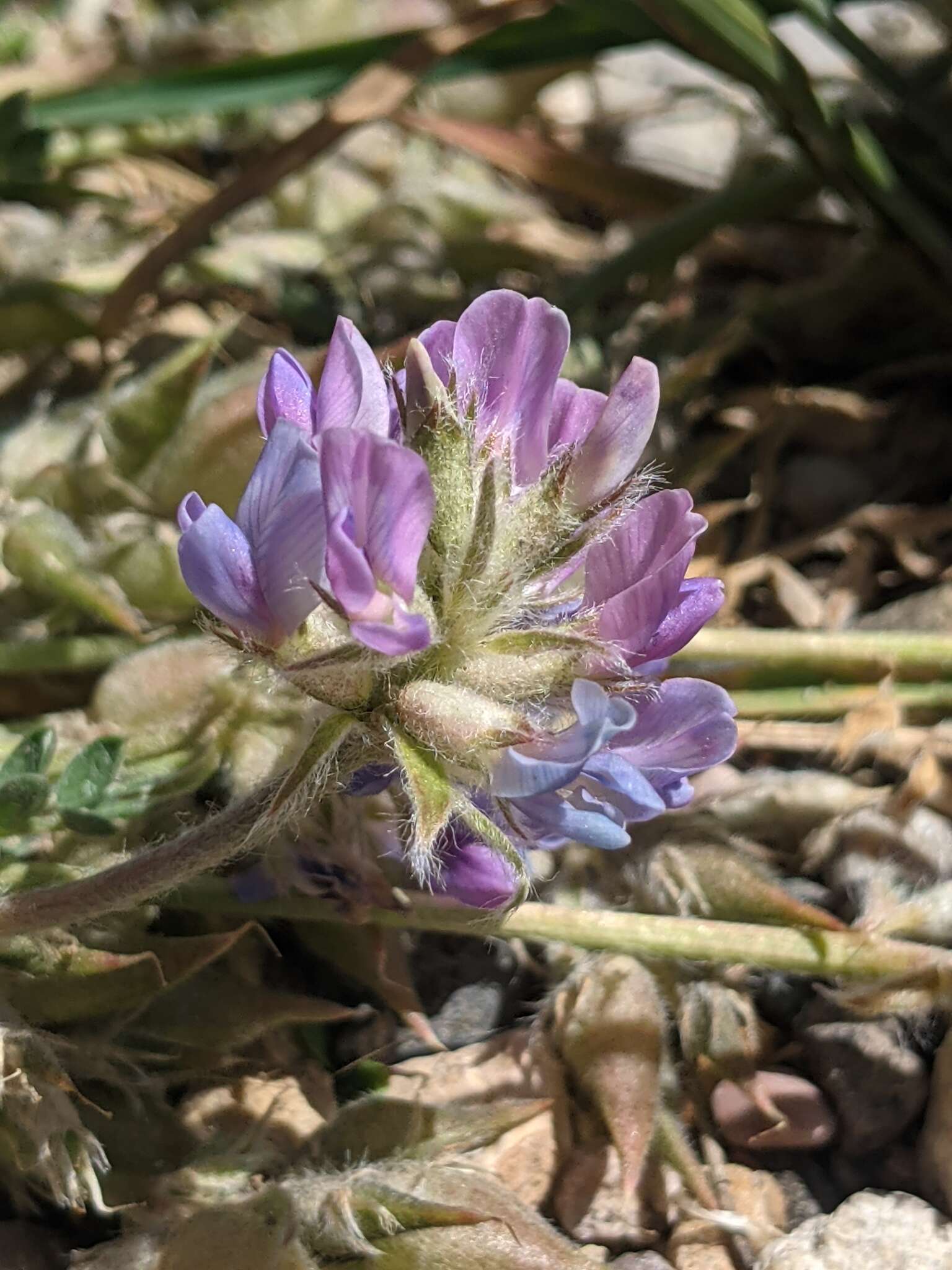 Image of mountain oxytrope