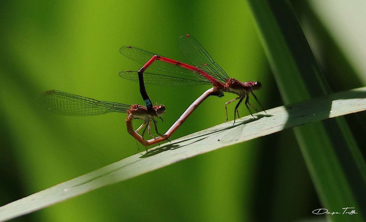 Image of Oxyagrion terminale Selys 1876