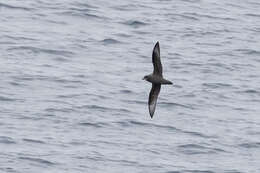 Image of Murphy's Petrel