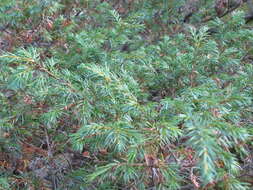 Juniperus communis var. depressa Pursh resmi