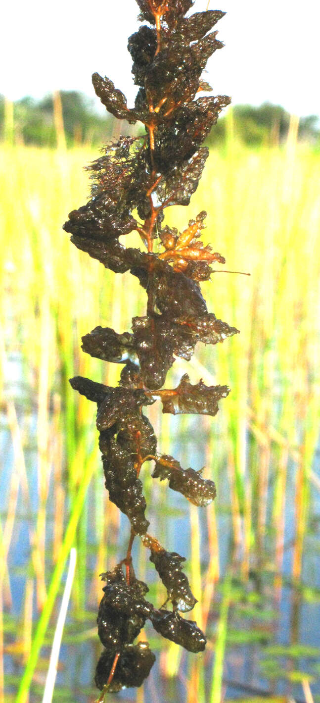 Utricularia benjaminiana Oliv.的圖片