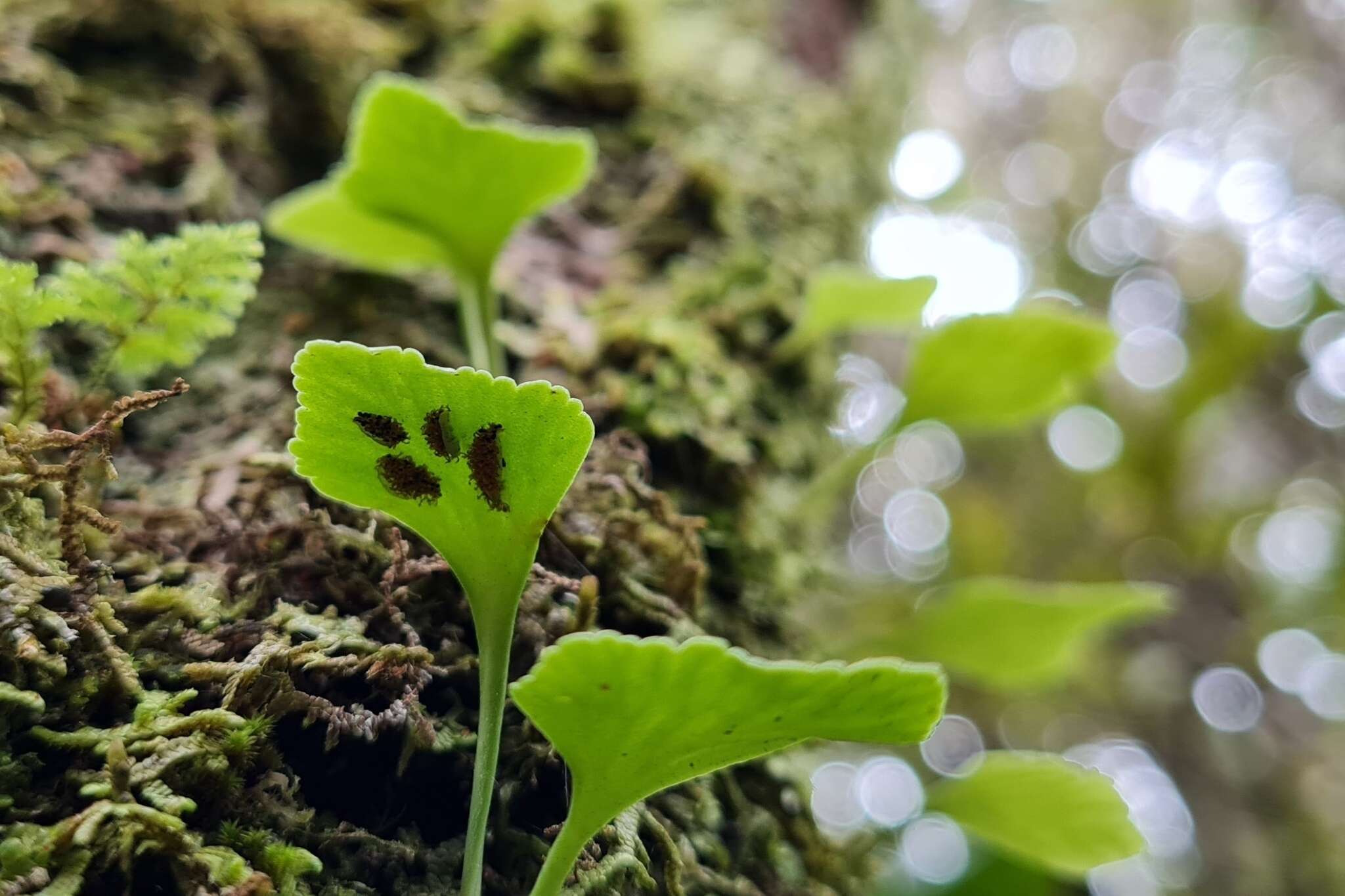 Image of Asplenium trilobum Cav.