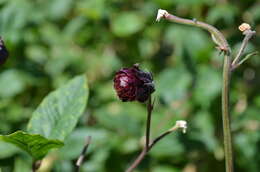 Image of Aquilegia atrovinosa M. Pop. ex Gamajun.