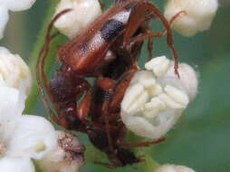 Image of Pidonia (Omphalodera) puziloi (Solsky 1872)