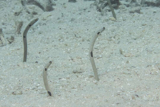 Image of Black spotted garden eel