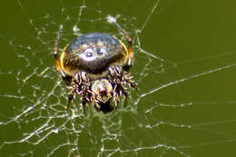 Image of Araneus nox (Simon 1877)