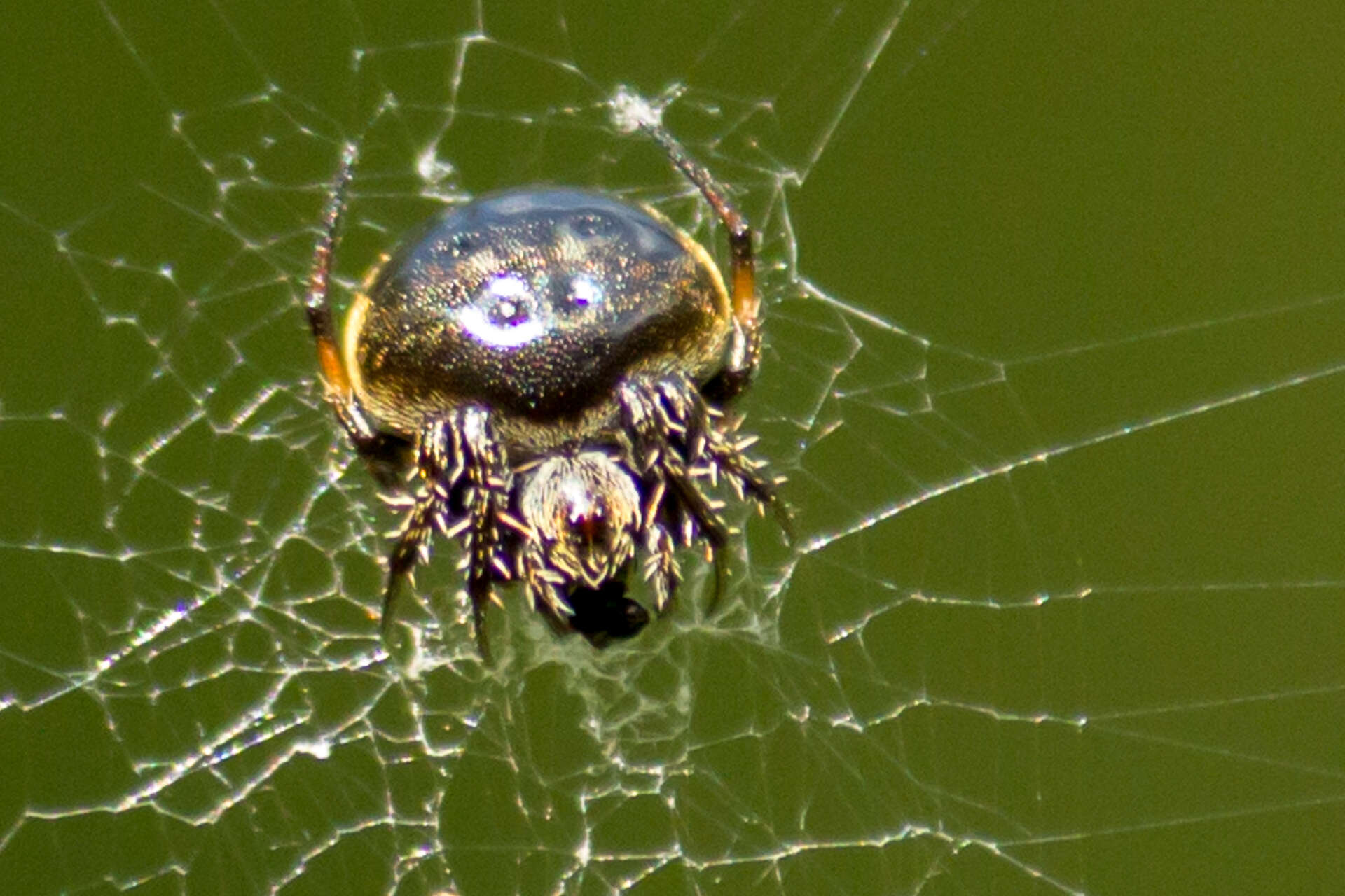 Image of Araneus nox (Simon 1877)