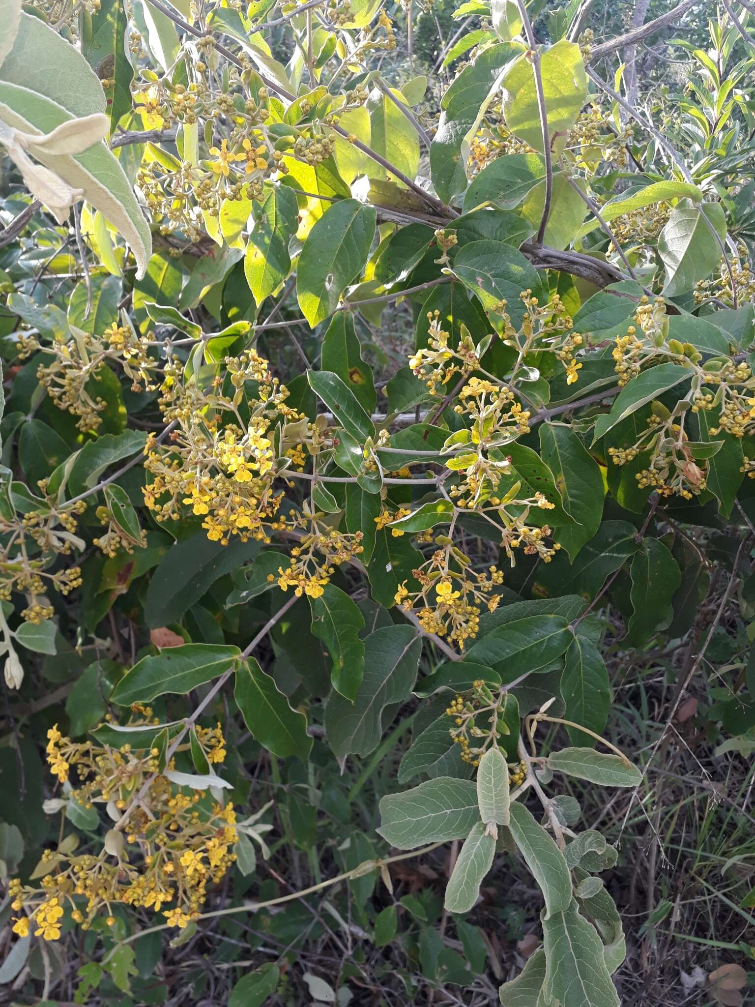 Слика од Banisteriopsis argyrophylla (A. Juss.) B. Gates