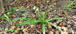 Слика од Chlorophytum tuberosum (Roxb.) Baker