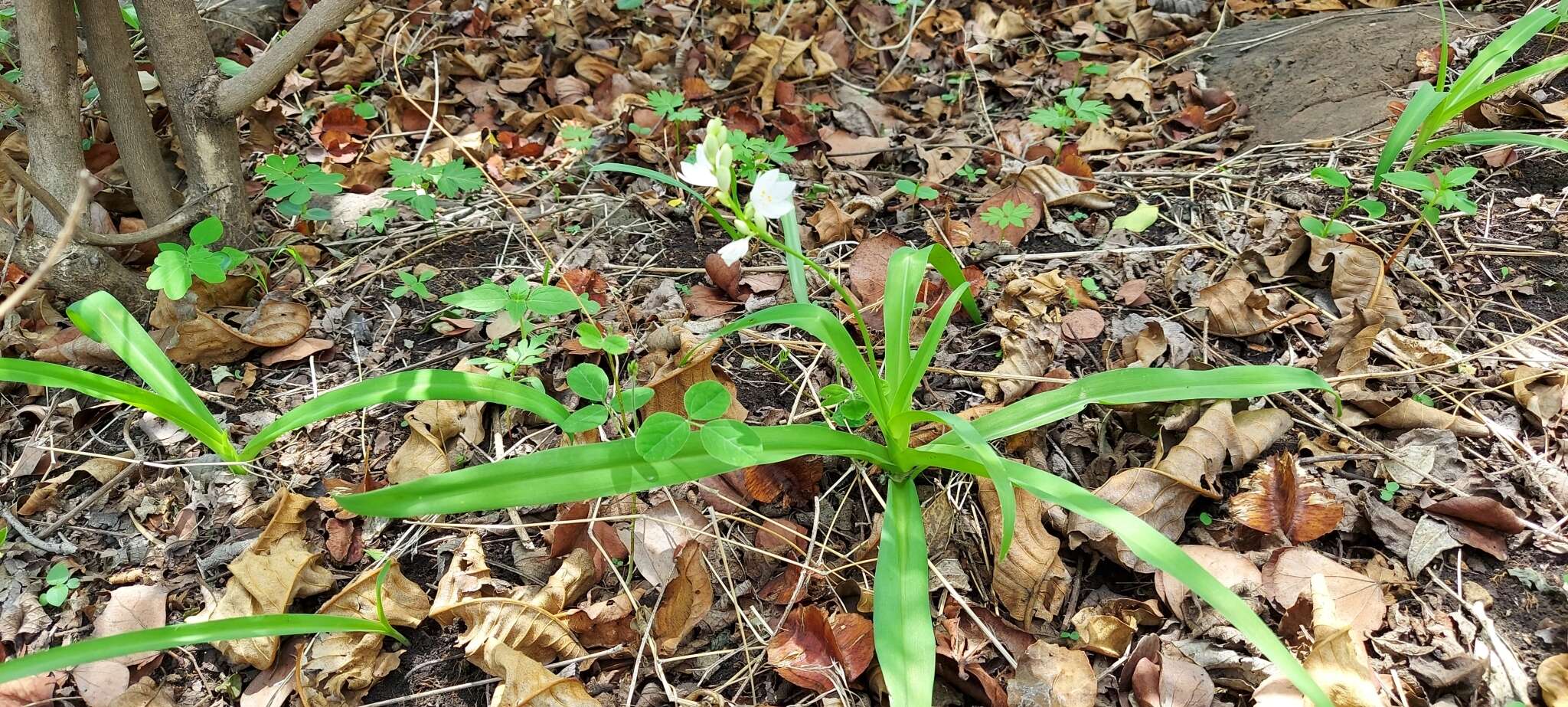 Слика од Chlorophytum tuberosum (Roxb.) Baker