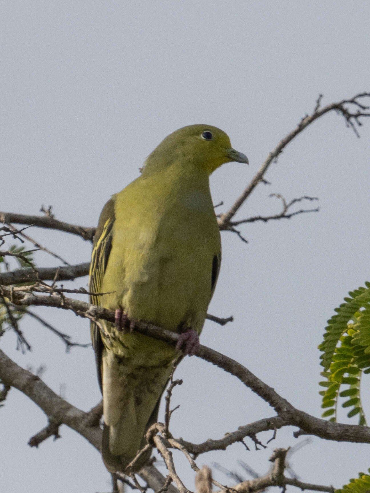 Image of Pompadour Green Pigeon