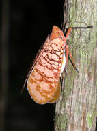 Image of Aphaena (Aphaena) discolor Guérin-Méneville 1834