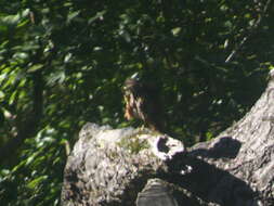 Image of New Zealand Falcon