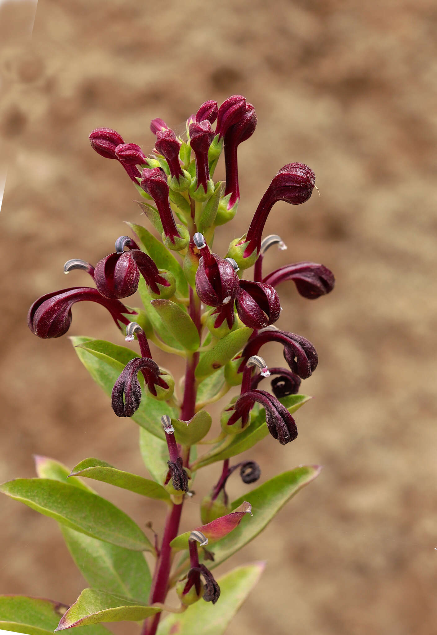 Image de Lobelia polyphylla Hook. & Arn.