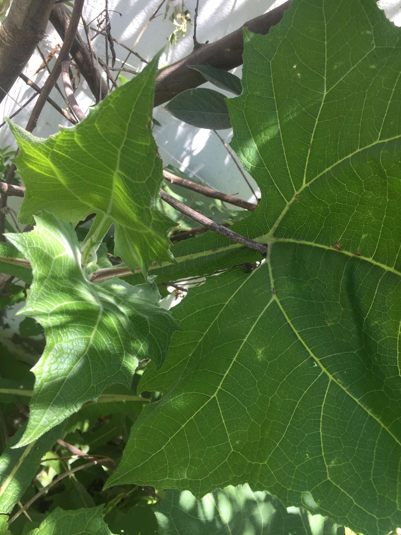 Imagem de Smallanthus sonchifolius (Poepp. & Endl.) H. Rob.