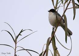 Image of Black-capped Warbling Finch