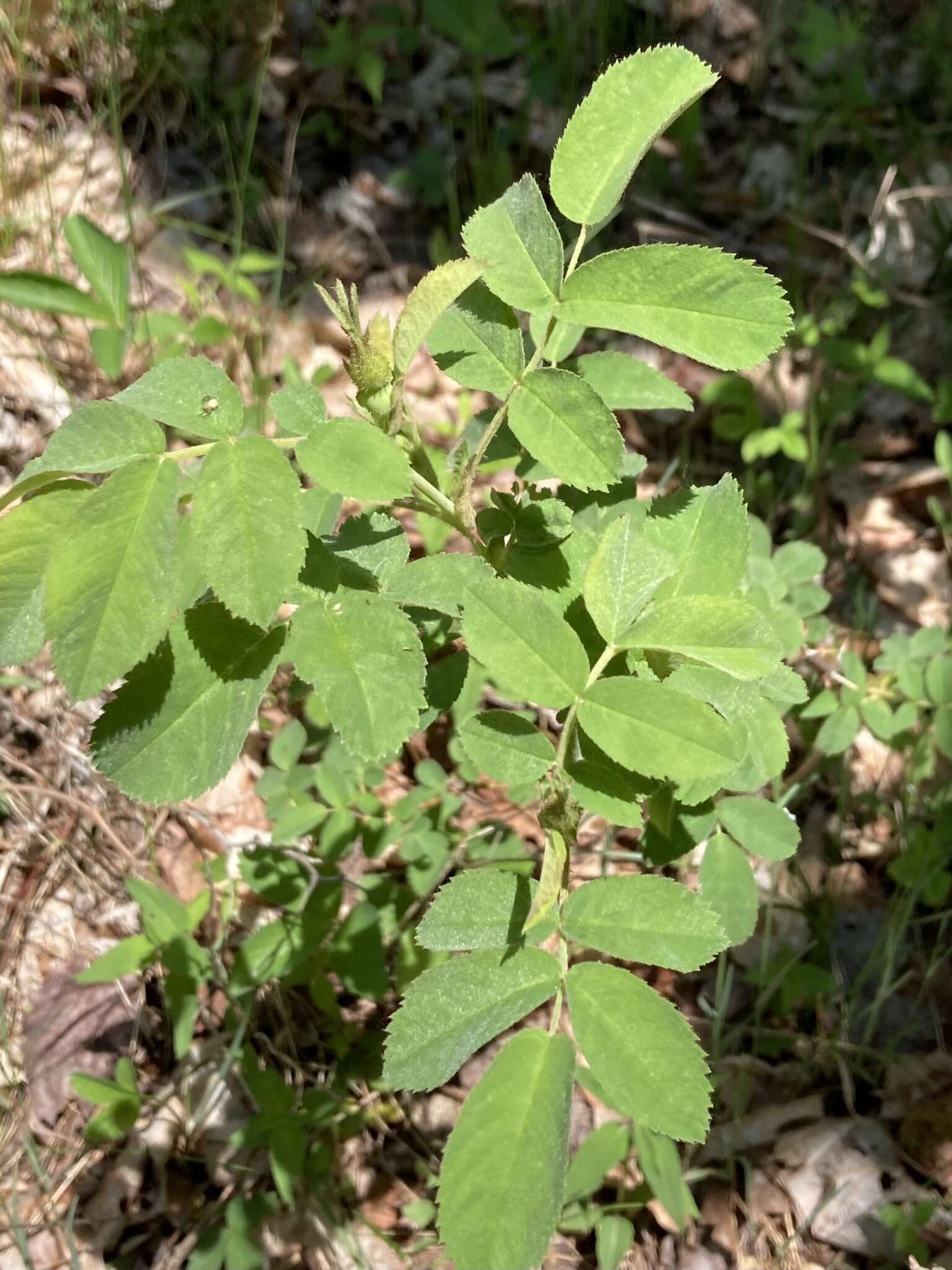 Image of Sherard's downy rose