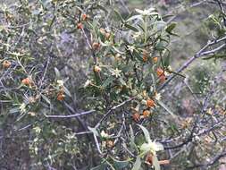 Image of Pimelea microcephala subsp. microcephala