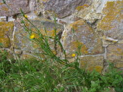 Image of Tragopogon pratensis subsp. pratensis