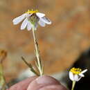 Image of Phymaspermum aphyllum Magee & Ruiters