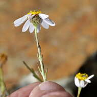 Image of Phymaspermum aphyllum Magee & Ruiters