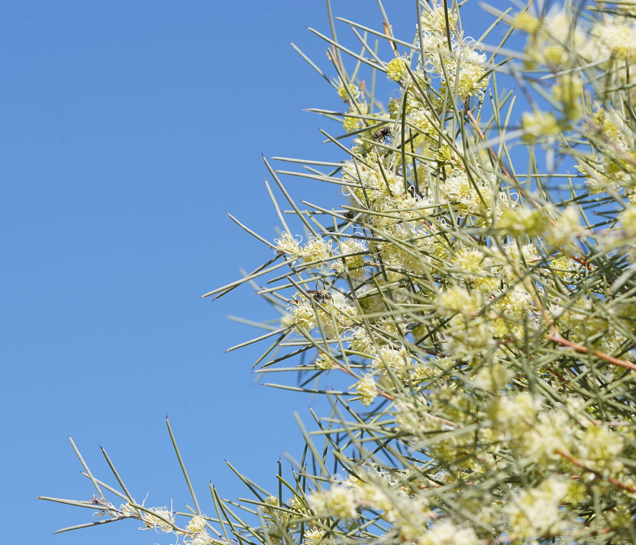 Image of Hakea leucoptera subsp. leucoptera