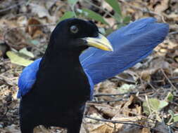 Image of Purplish-backed Jay