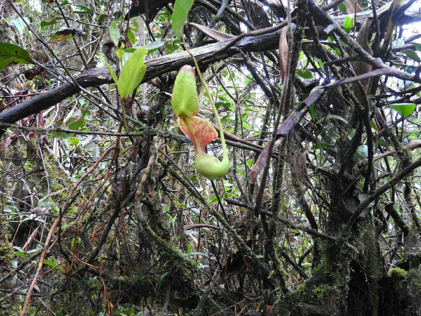 Слика од Nepenthes lowii Hook. fil.