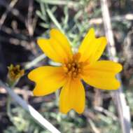 Tagetes linifolia Seaton resmi