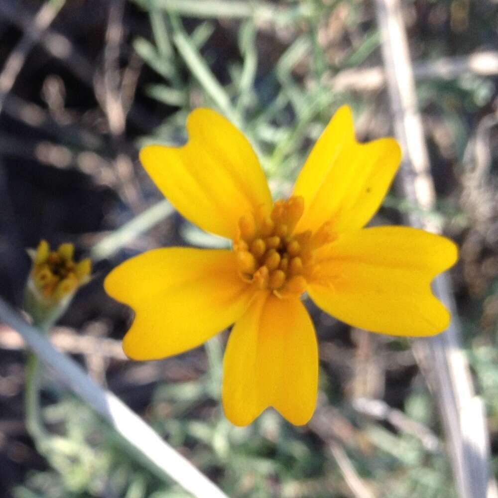 Tagetes linifolia Seaton resmi