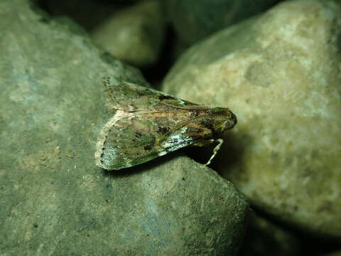 Image of Accinctapubes albifasciata Druce 1902