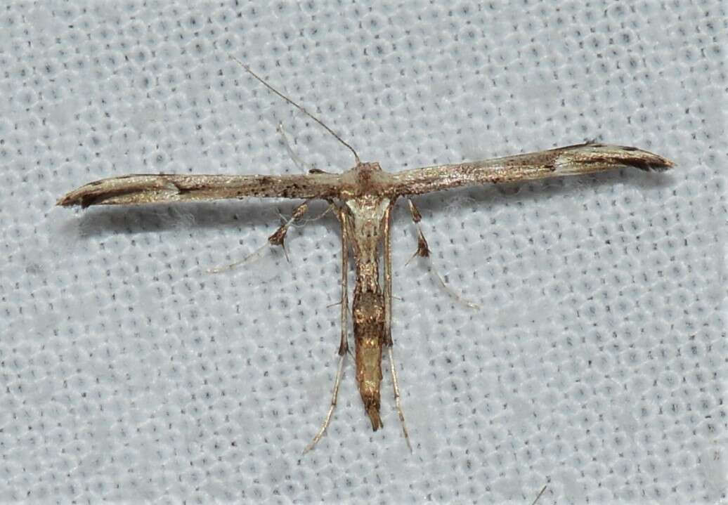 Image of Eupatorium Plume Moth