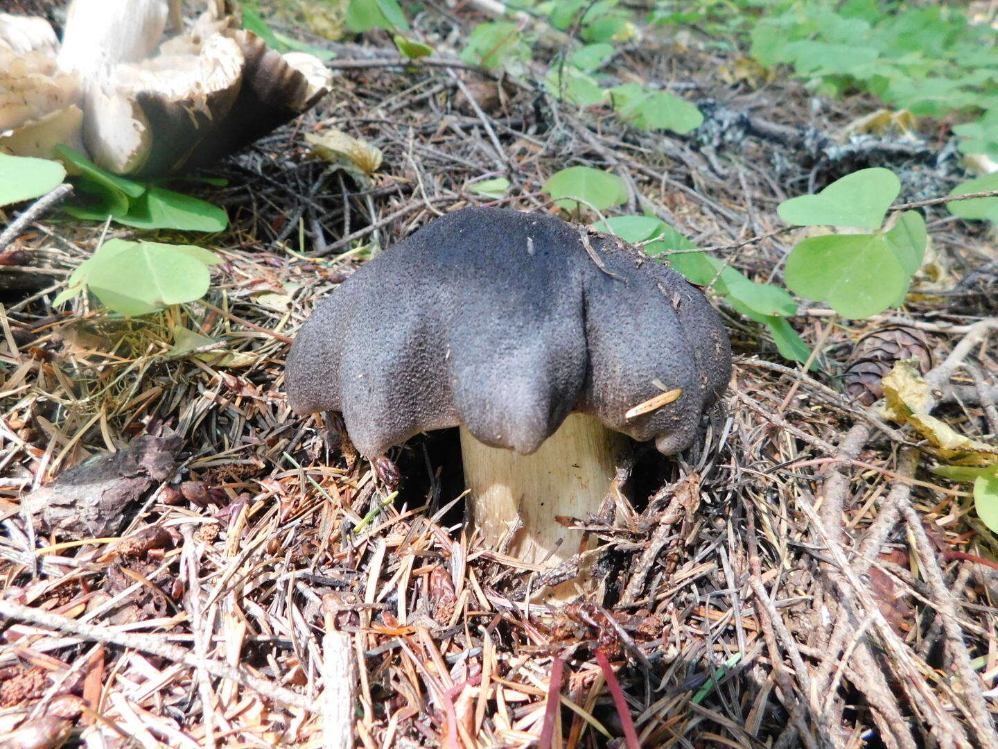 Слика од Tricholoma atroviolaceum A. H. Sm. 1944