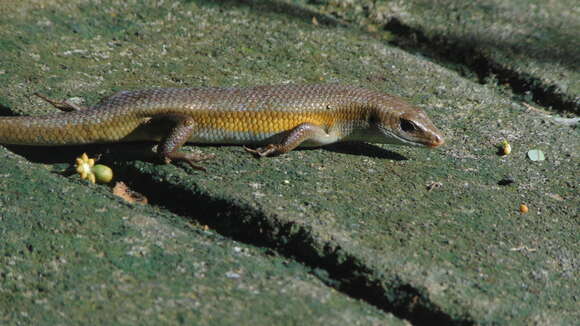 Image of Common Sun Skink