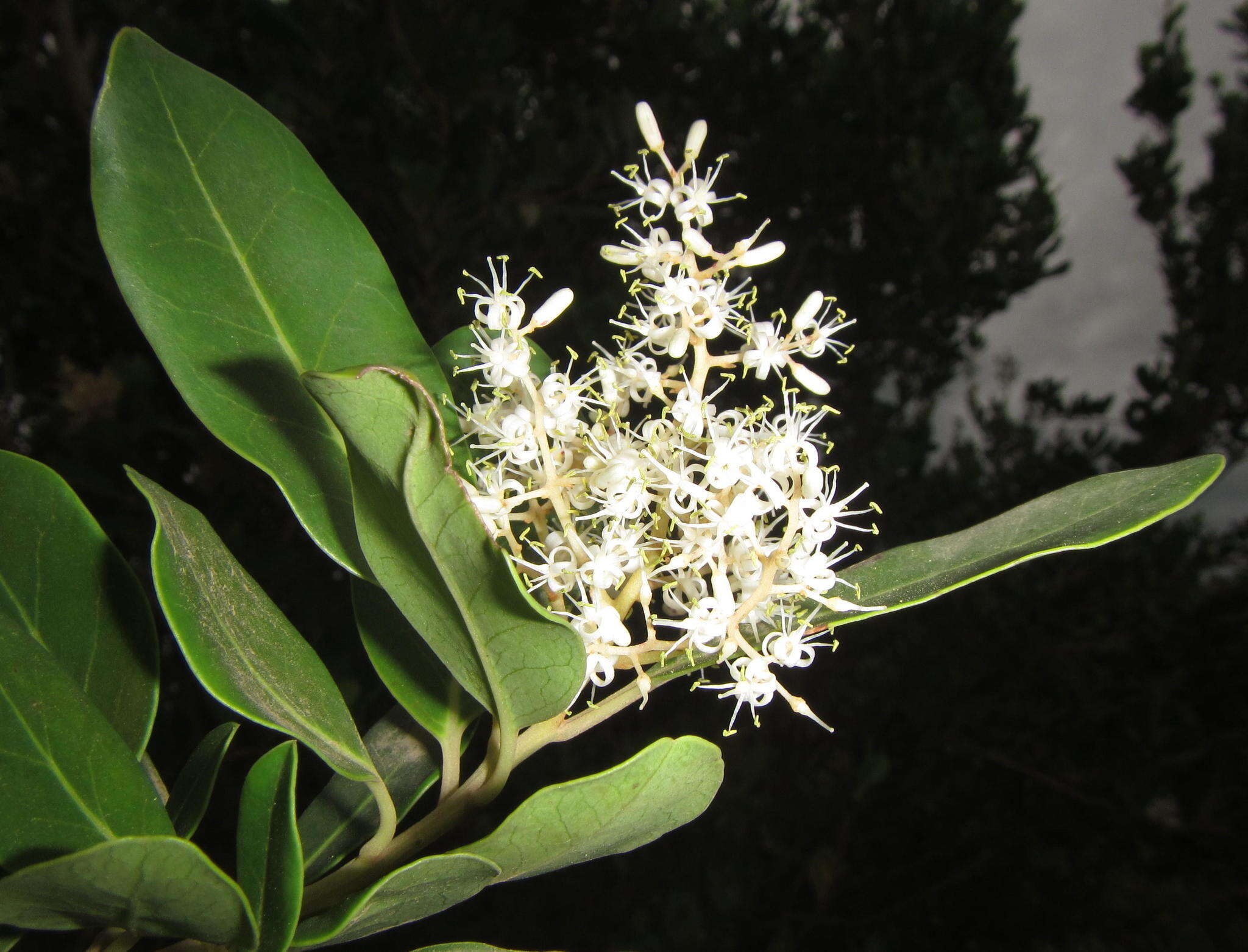 Plancia ëd Apodytes dimidiata subsp. dimidiata