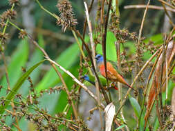 Image of Pin-tailed Parrot-Finch