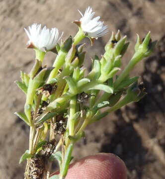 Image of Delosperma inconspicuum L. Bol.