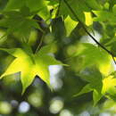 Image of Acer palmatum var. amoenum (Carr.) Ohwi