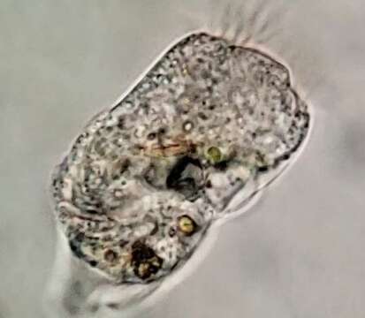 Image of Strobilidium caudatum