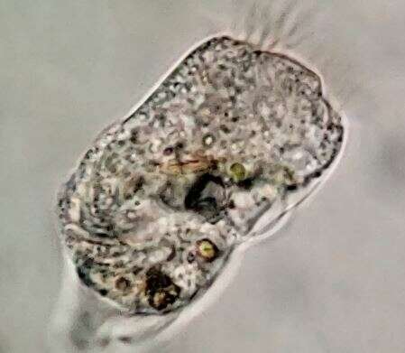 Image of Strobilidium caudatum