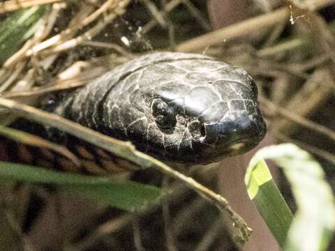 Слика од Pseudechis porphyriacus (Shaw 1794)