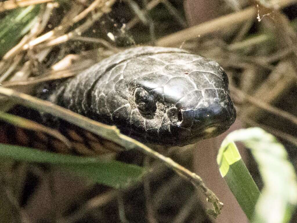 Image de Pseudechis porphyriacus (Shaw 1794)